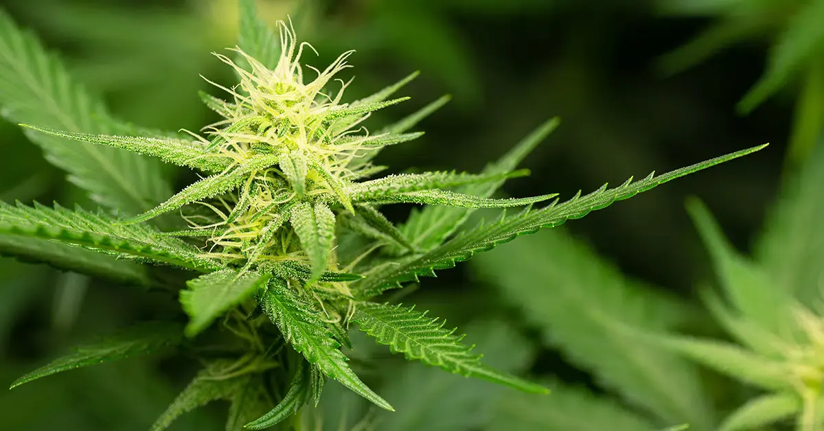 Cannabis plant close up