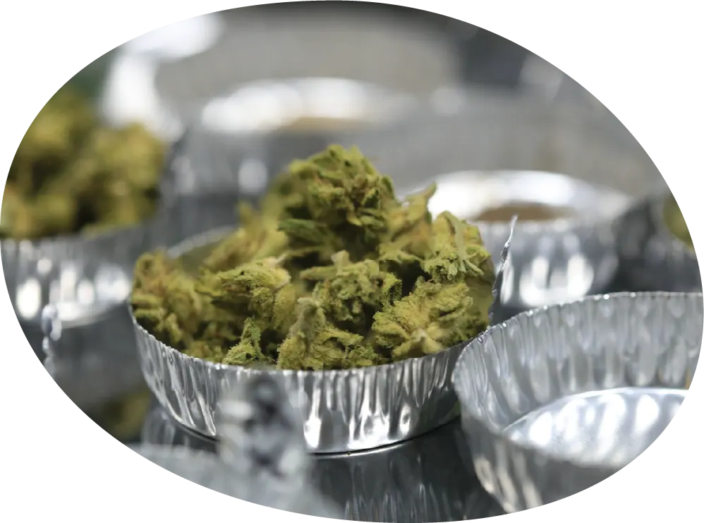 Cannabis samples in foil cups