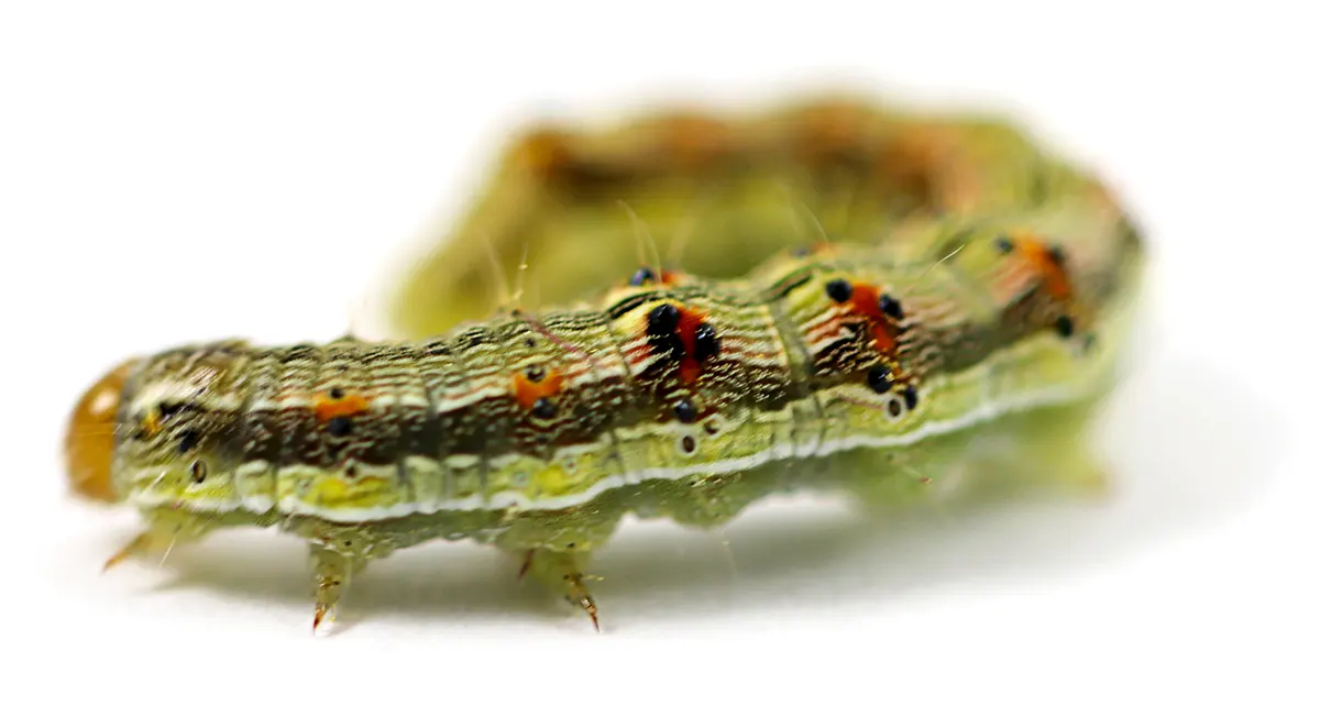 Caterpillar close up