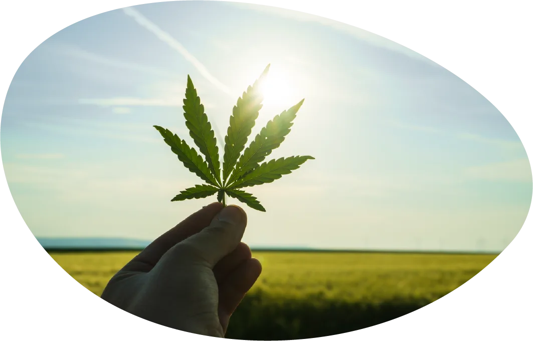 Hand holding a cannabis leaf to the sky