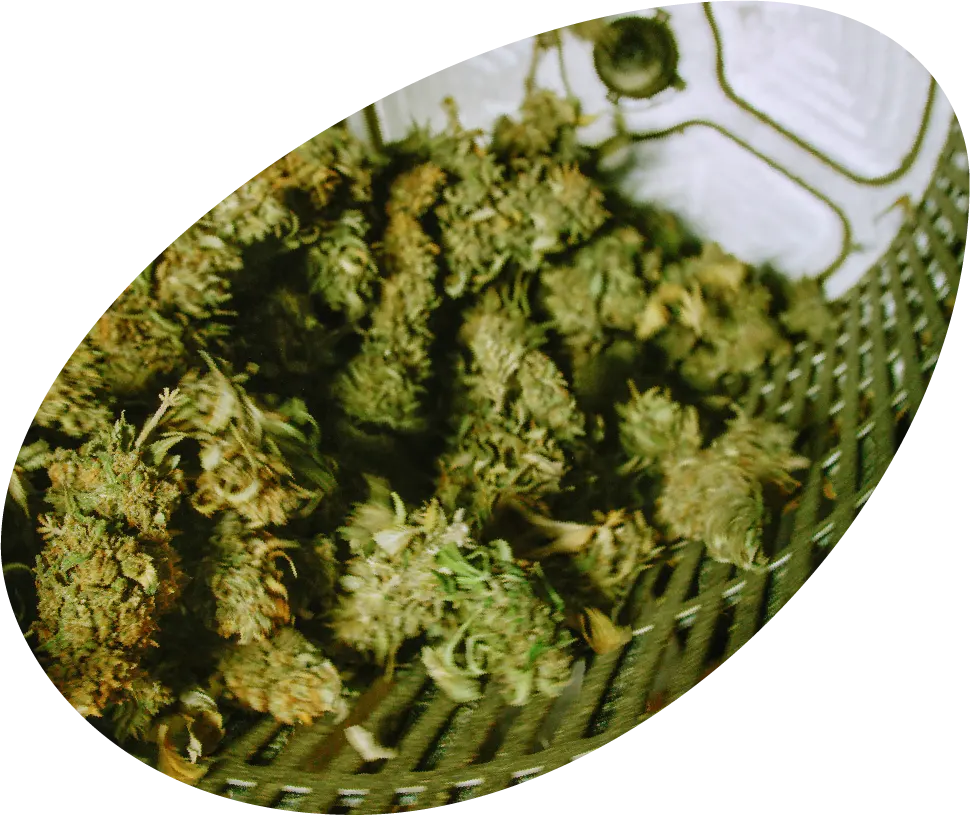 Cannabis processing