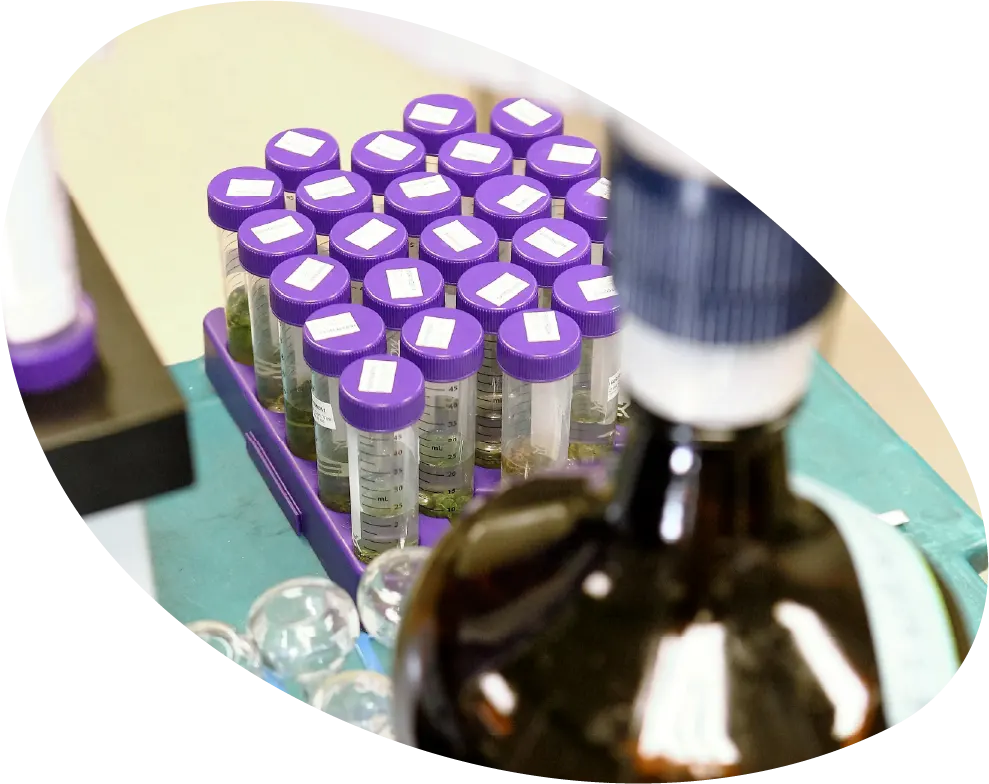 Cannabis testing vials at SC Labs