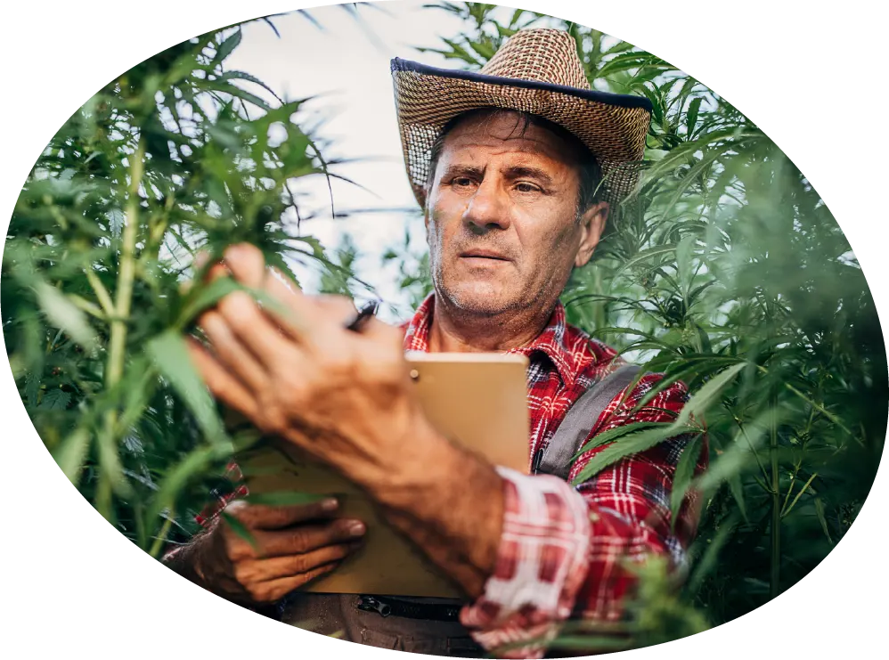 Farmer in cannabis field inspecting flowers