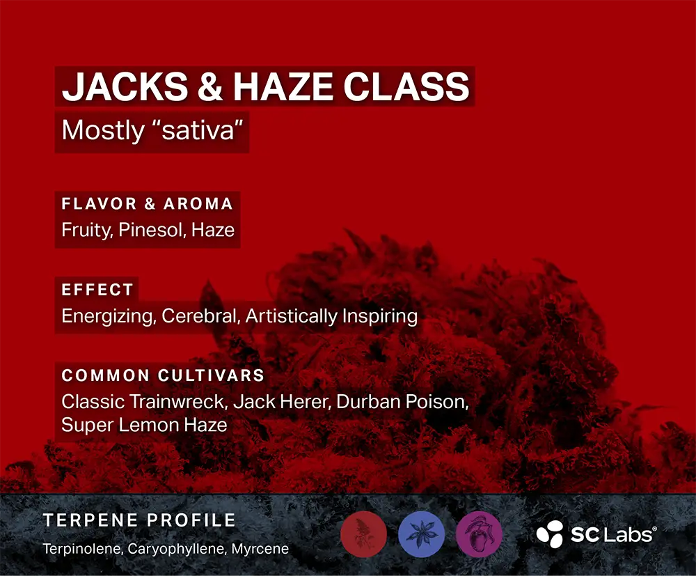 Terpene Class: Jacks & Haze | SC Labs