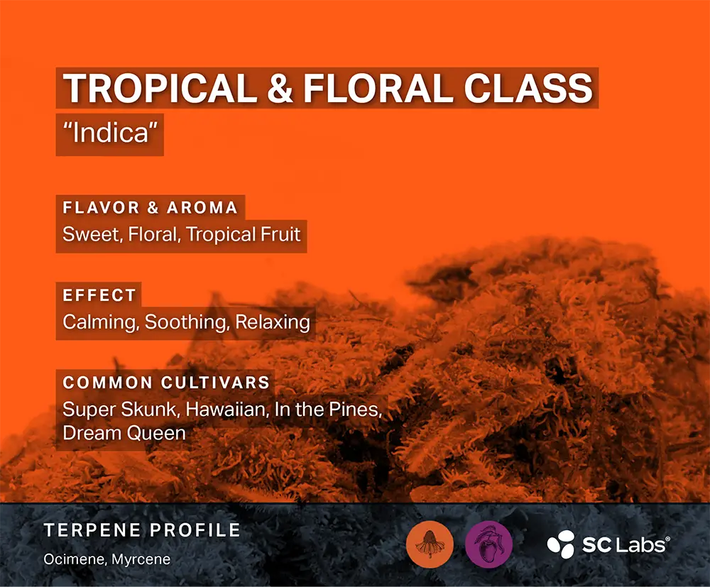Terpene Class: Tropical & Floral | SC Labs